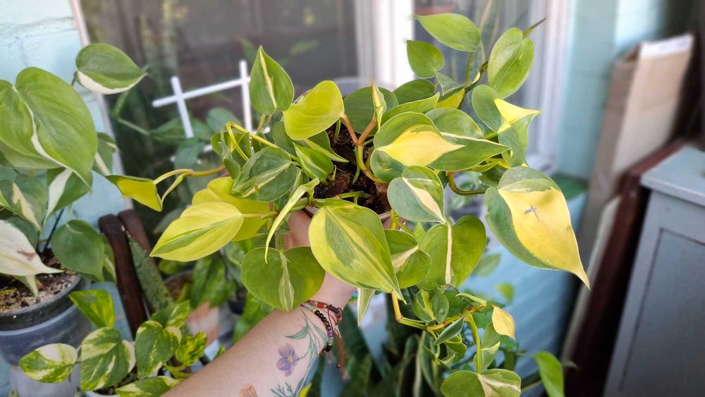 Philodendron レイラミヤノ philodendron - купити товари для дому та саду Київська область