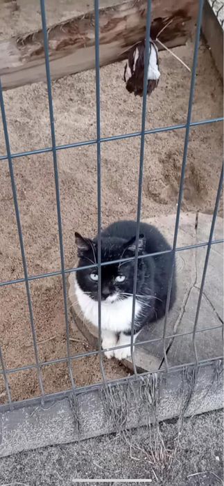 8 letni Dante ( jedynak) szuka domu