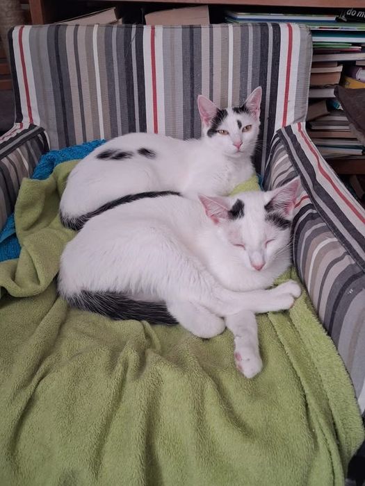 Ostoja mruczków Maciejka do adopcji