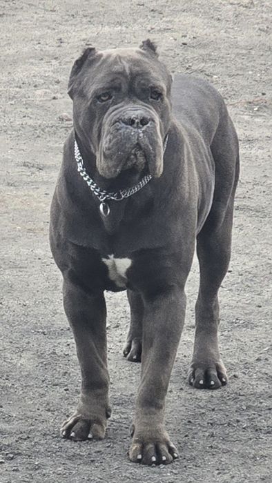 Cane Corso Błękitne Sunia