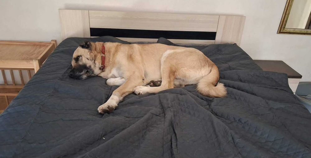 Omar 5 letni kangal do adopcji z fundacji