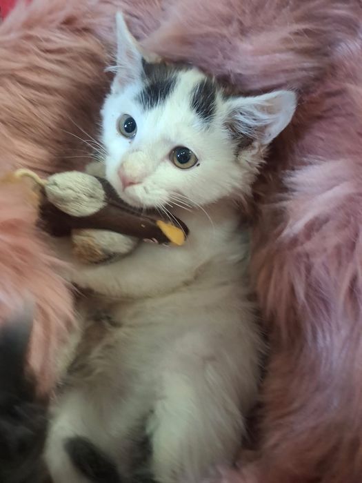 Kot Filemon do adopcji
