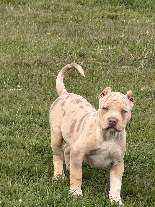 American Bully Xl