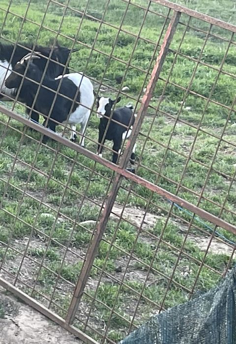 1 cabrita ana e 1 cabra anã  para vender