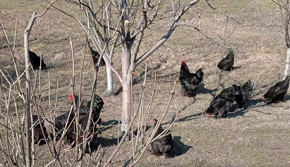 Когхінхін інкуб. Яйце!