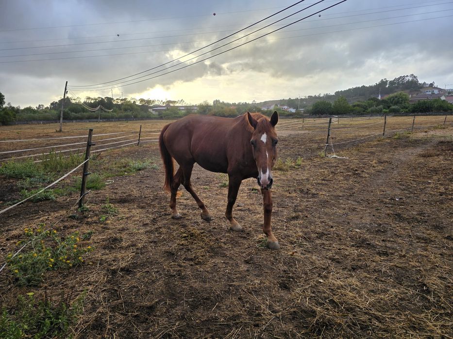 Vendo cavalo sela frances puro para iniciados