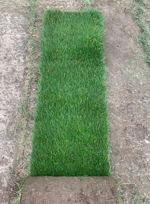 Trawa w rolce - PLANTACJA