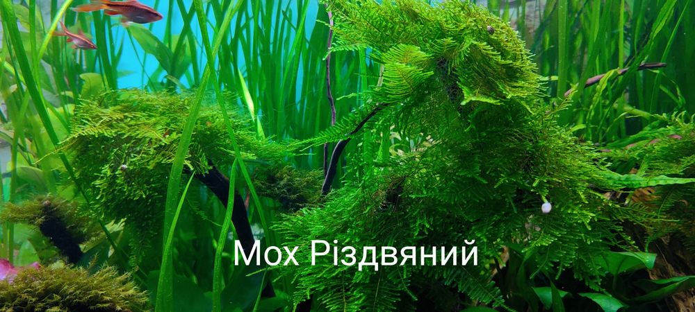 Акваріумні рослини дешево + 2 В ПОДАРУНОК