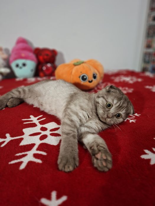 Kotka szkocka dostępna