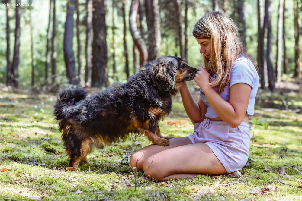 Koneser- niewielki piesek do adopcji