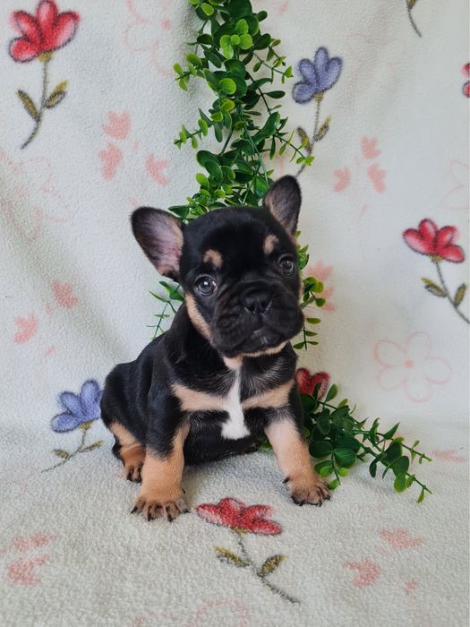 Excecional menina Bulldog/Bouledogue Francês de Qualidade