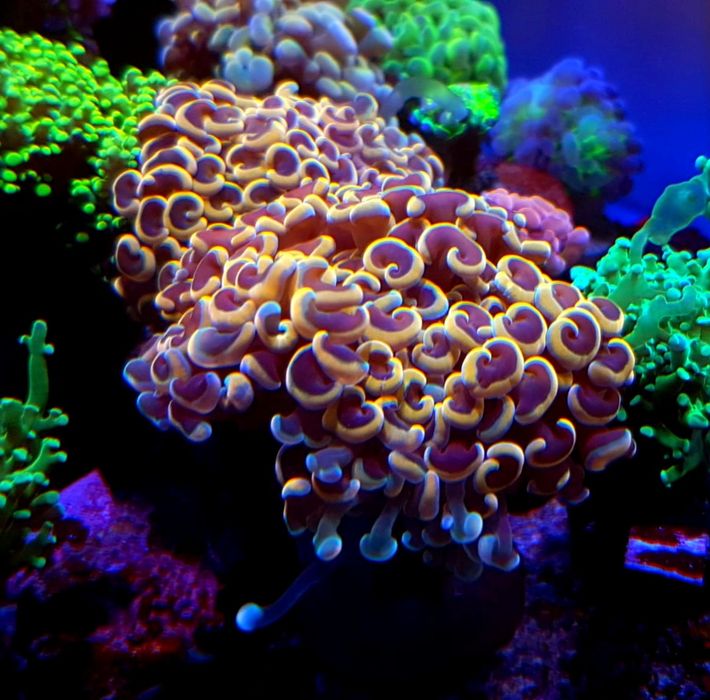 Euphyllia Ancora Gold . Koralowiec LPS . Akwarium morskie