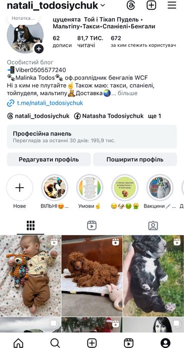 Цуценята той-пуделя в рідкісному окрасі фантом — бронювання відкрито!