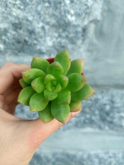 Suculentas 2€ cada