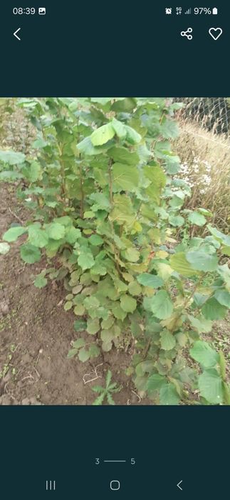 Sadzonki orzech laskowy