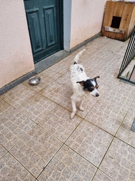Temos esta menina para adoção muito carinhosa