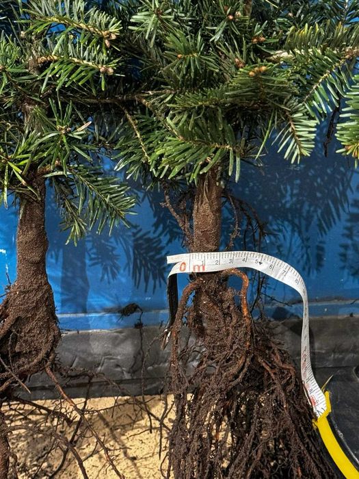 Jodła Kaukaska Abies nordmanniana sadzonki 30-55cm Szkółkowana 5Letnia