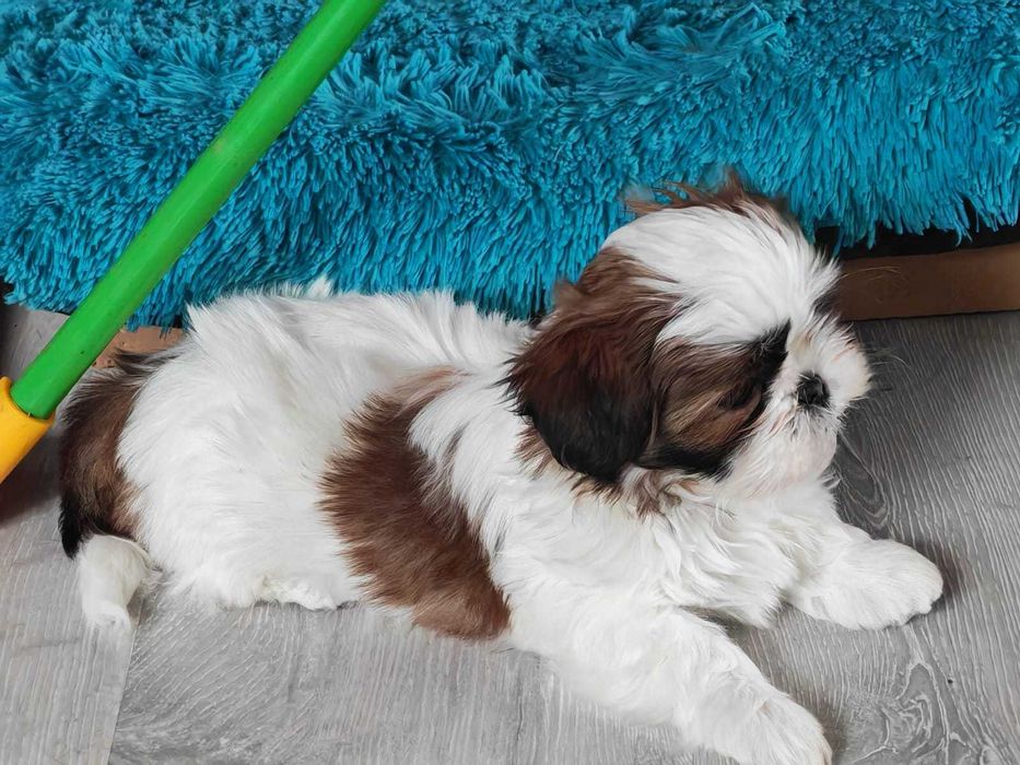 Shih Tzu 4-ro pokoleniowy rodowód (Deksi)