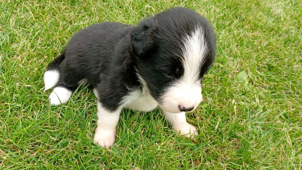 Pieski  Border Collie FCI ZKwP