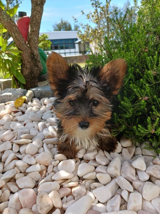 Yorkshire terrier macho