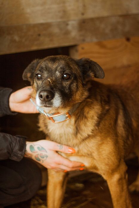 Wykop kochany pies szuka domu! | MASZ NOSA