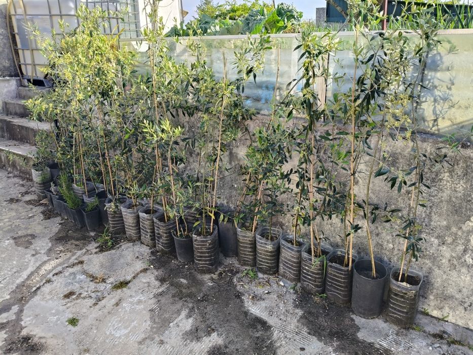 Vende-se 30 oliveiras galegas,