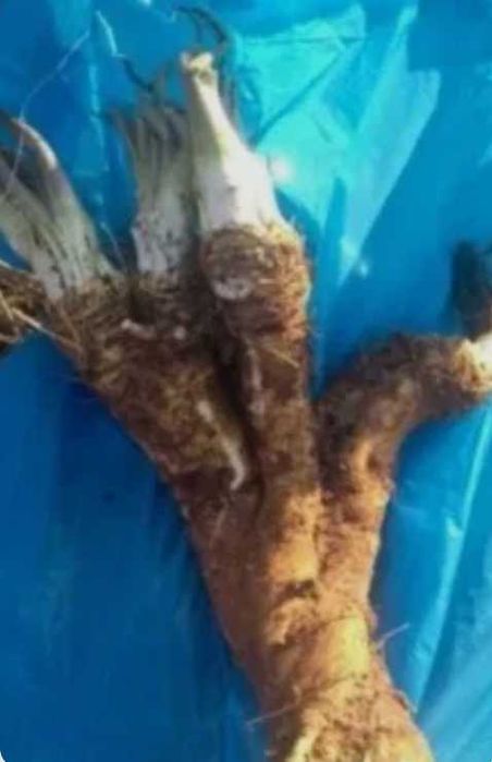 2 kg ŚWIEŻY KORZEŃ CHRZANU dziki, ostry Ekologiczny, nie żywokost