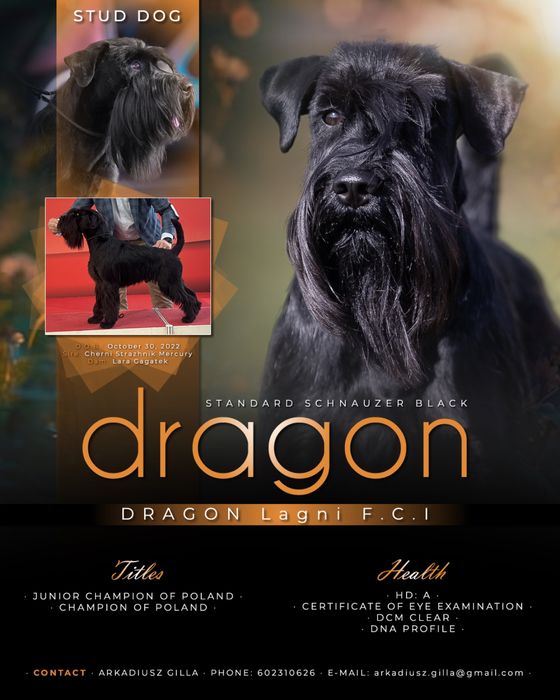 Sznaucer Średni Czarny Reproduktor