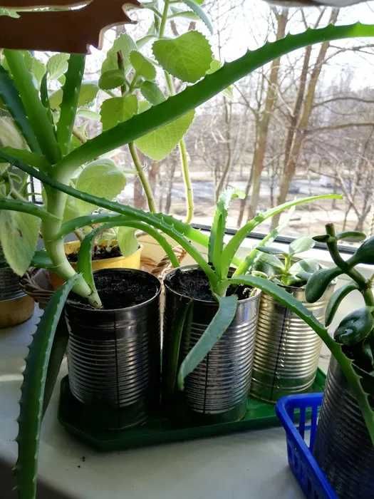 Kwiaty Doniczkowe- Mięta. Aloes. Drzewko. Szczęścia- grubosz zamiana
