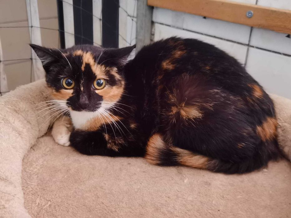 Ciri – delikatna koteczka tricolor szuka spokojnego domu