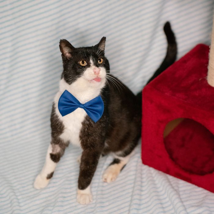 Gato muito mimeiro para adoção