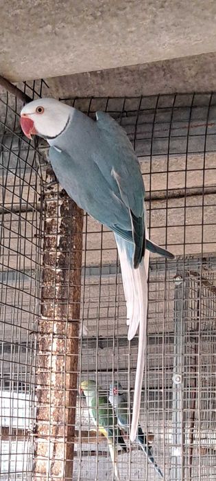 Ring necks 2024 / 2025 cleartail