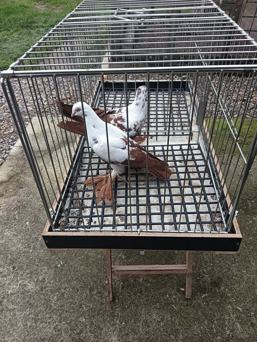 Gołębie ozdobne motyle