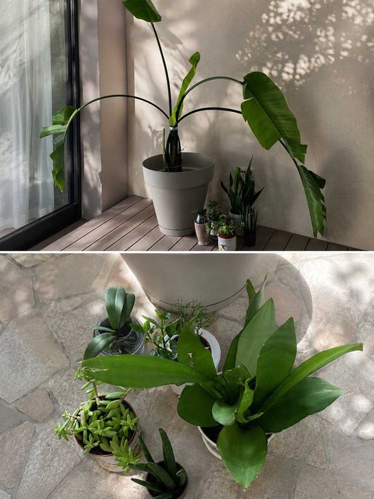 Jardim Secreto – Conjunto de Plantas + Cesto Artesanal