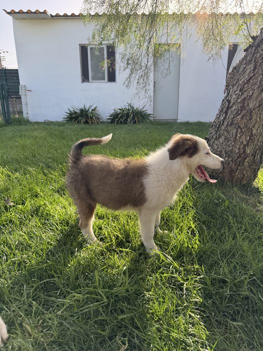 Border Collie Castanho Macho