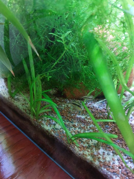 Kribensis ( Sexados) // Plantas