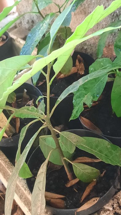 ABACATATEIROS para venda