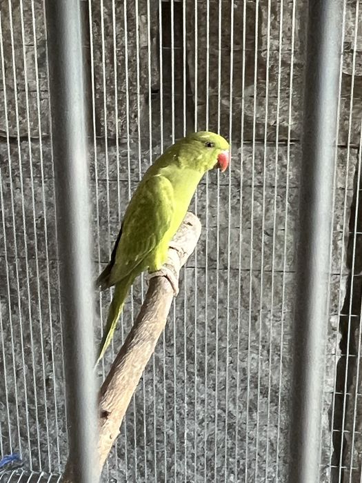 Ring Neck 2025/  Verde Canela CC