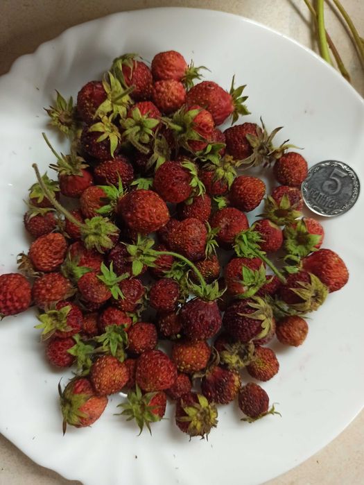 Саженцы земклуники два кустика 25 грн.