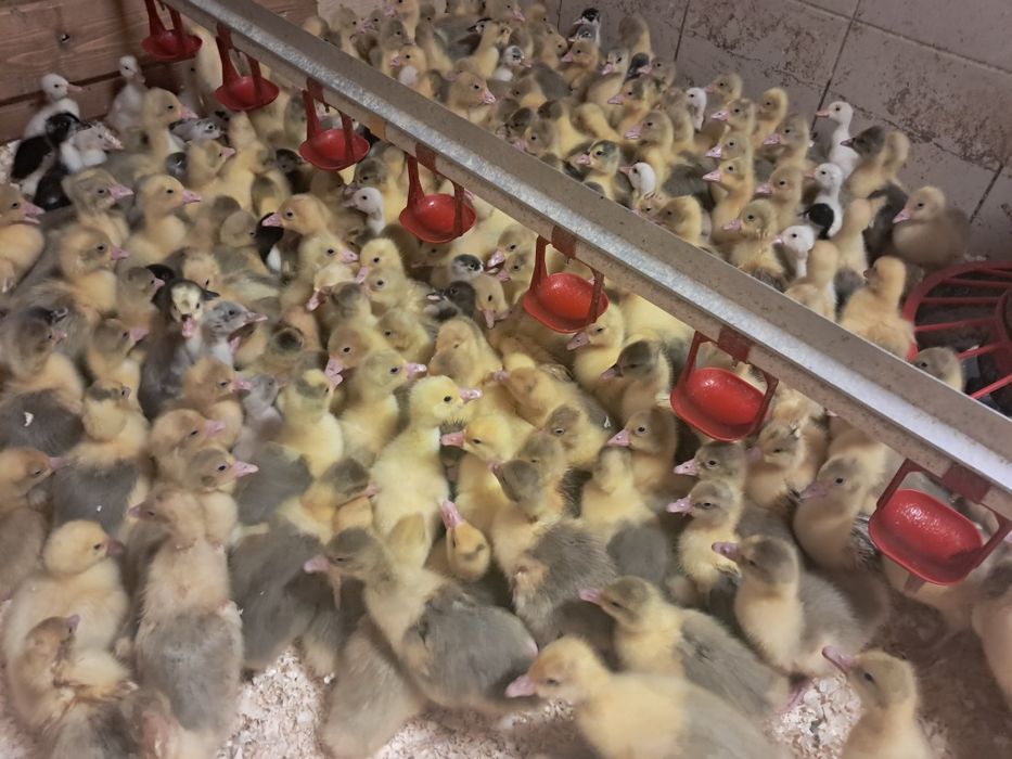 Sprzedaż/Odchów Drobiu!Gęsi,Kaczki,Perliczki,Brojlery Zagrodowe,Nioski