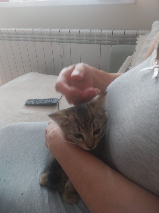 Maly kotek szuka domu !