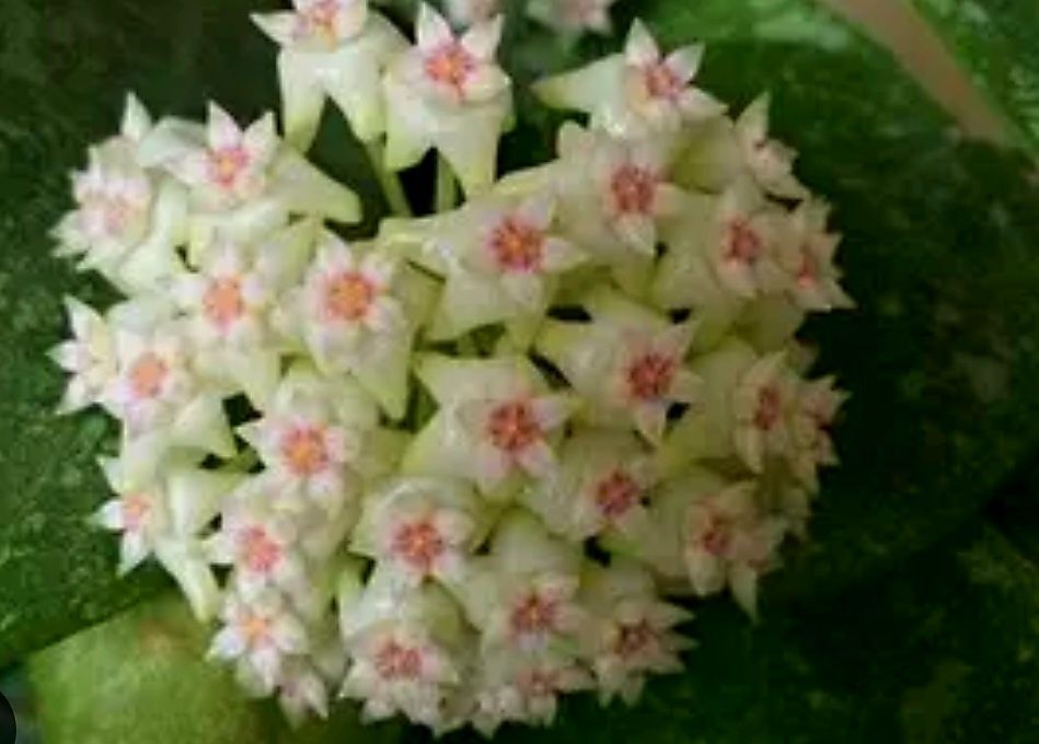 Хойя  Parasitica lao