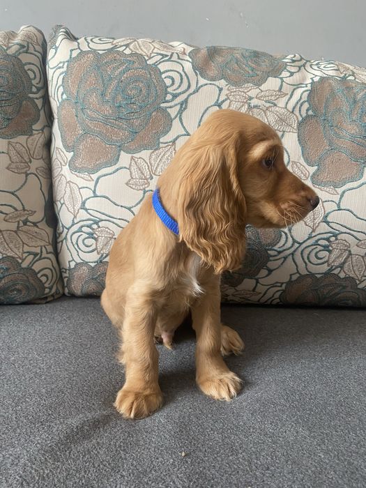 Англійський кокер спаніель