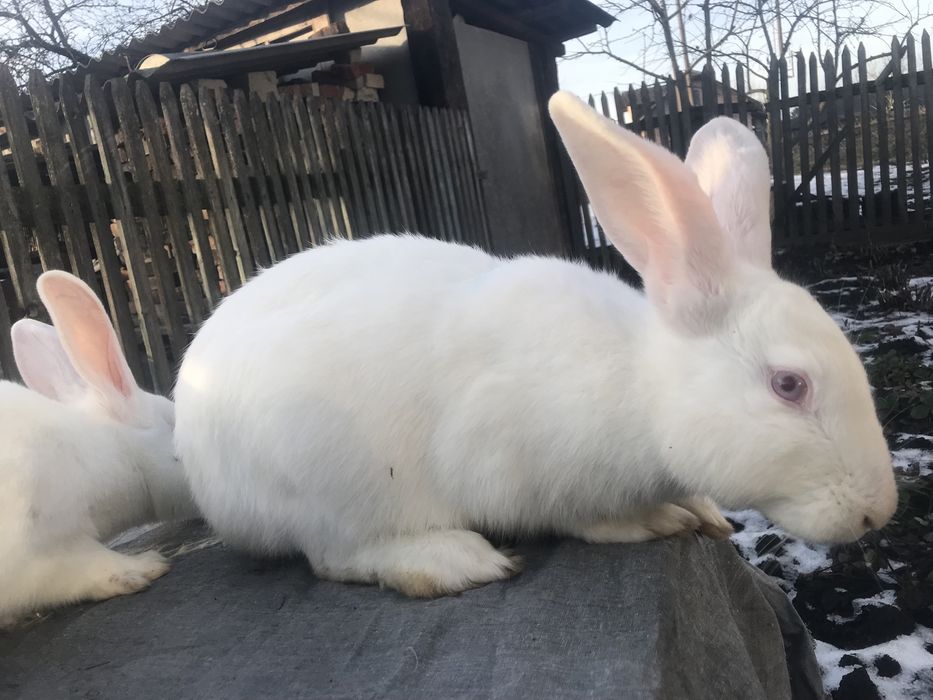 Корили Термонська біла (Термонці) ЧИСТОКРОВНІ