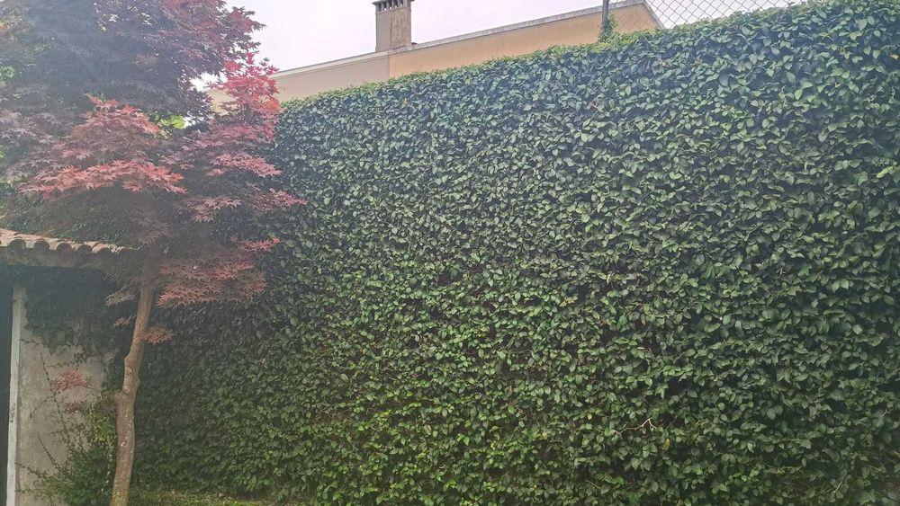 Jardineiro Em Porto/Gaia - Manutenção, Limpeza e Montagem de Jardins