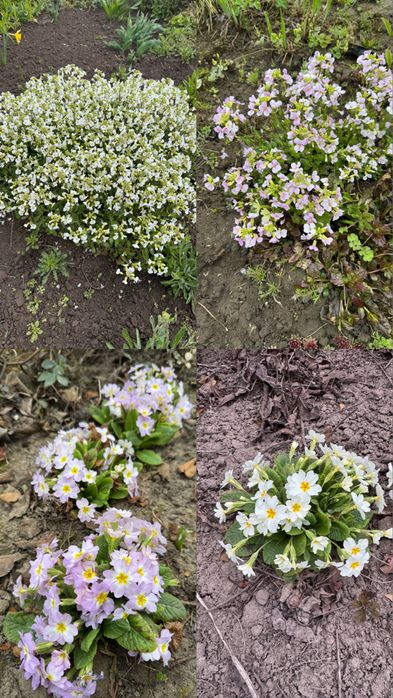 Арабіс, примула, аліссум