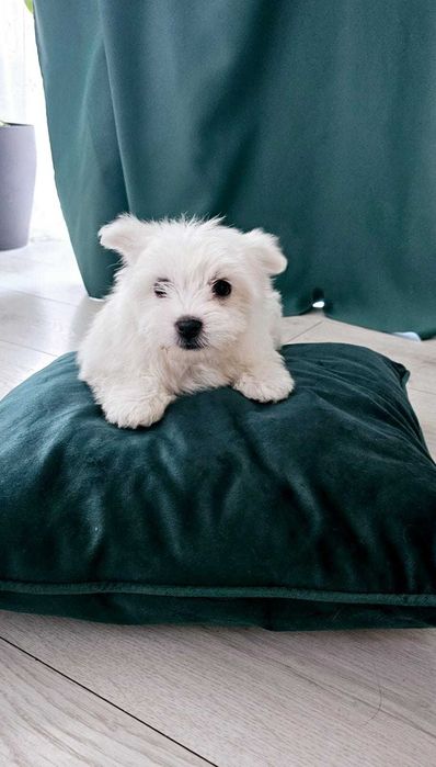 malańczyk dziewczynka do odbioru!!!