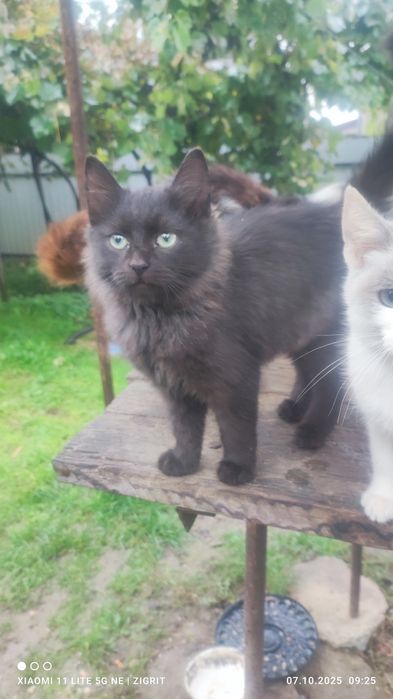 Отдам  котика  3 года и двух котят по годику ( Сторожинец)
