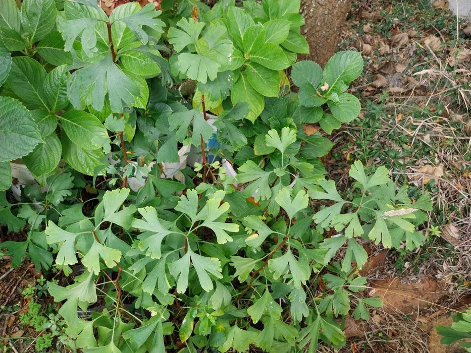 Vendo Gingko Bilobas e Jacarandás
