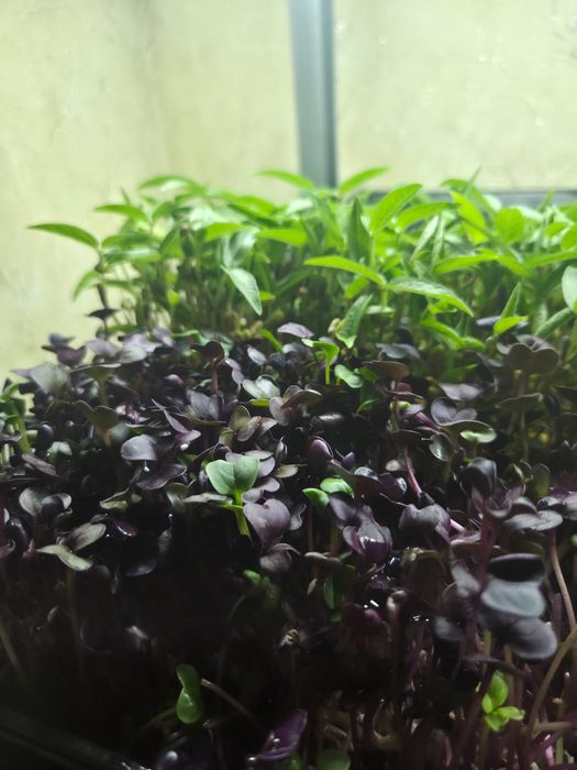 Вітграс та мікрозель